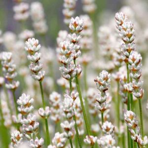 White Lavender Fragrance Field Outdoor