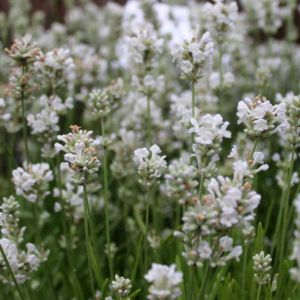 White Lavender Fragrance