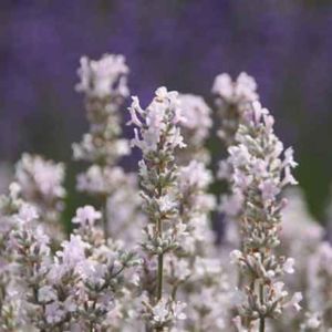 White Lavender Scent Soft