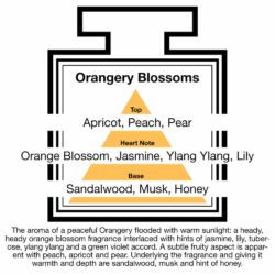 Fragrance Description Orangery Blossoms Apricot Ylang Honey Sandalwood Fragrance Description Orangery Blossoms Apricot Ylang Honey Sandalwood