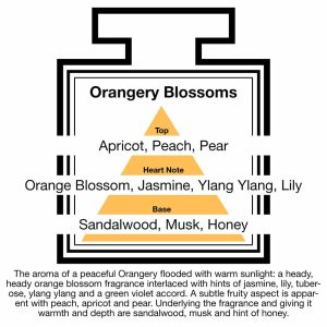 Fragrance Description Orangery Blossoms Apricot Ylang Honey Sandalwood