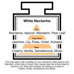 Fragrance Description White Nectarine Apricot Mandarin Pear Aniseed Fragrance Description White Nectarine Apricot Mandarin Pear Aniseed