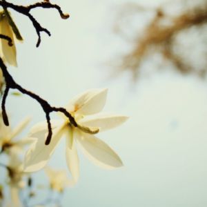 White Magnolia Blossom Sky Perfume