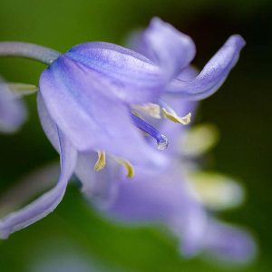 Bluebells Woodland Sunlight Fragrance Pairfum London 10 Bluebells Woodland Sunlight Fragrance Pairfum London 10