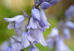 Bluebells Woodland Sunlight Fragrance Pairfum London 8 Bluebells Woodland Sunlight Fragrance Pairfum London 8