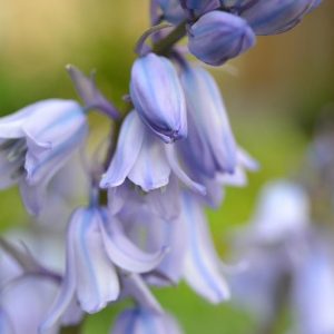 Bluebells Woodland Sunlight Fragrance Pairfum London 8 Bluebells Woodland Sunlight Fragrance Pairfum London 8