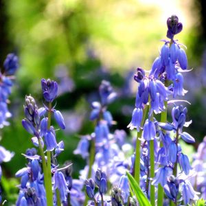 Bluebells Woodland Sunlight Fragrance Pairfum London 9 Bluebells Woodland Sunlight Fragrance Pairfum London 9