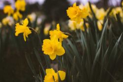 Daffodil Fragrance Windsor Park Andrea Tummon Daffodil Fragrance Windsor Park Andrea Tummon