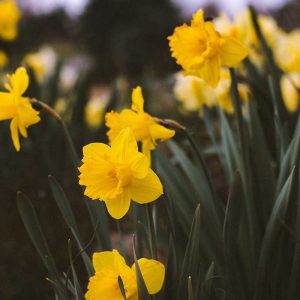 Daffodil Fragrance Windsor Park Andrea Tummon Daffodil Fragrance Windsor Park Andrea Tummon