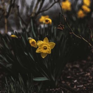 Daffodil Fragrance Windsor Park Eberhard Grossgasteige Daffodil Fragrance Windsor Park Eberhard Grossgasteige