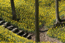 Daffodil Fragrance Windsor Park Peter Wimber Daffodil Fragrance Windsor Park Peter Wimber