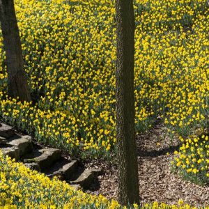 Daffodil Fragrance Windsor Park Peter Wimber Daffodil Fragrance Windsor Park Peter Wimber