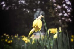 Daffodil Fragrance Windsor Park Stefanos Kogka Daffodil Fragrance Windsor Park Stefanos Kogka