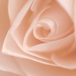 Pairfum Home Fragrance Rose Fragranced Candle Janice Gill Pairfum Home Fragrance Rose Fragranced Candle Janice Gill