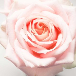Pairfum Home Fragrance Rose Fragranced Candle Jess Watters Pairfum Home Fragrance Rose Fragranced Candle Jess Watters