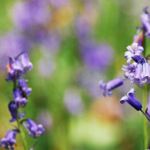 Pairfum Home Fragrance Skin Care Bluebell Chloe Skinne Pairfum Home Fragrance Skin Care Bluebell Chloe Skinne