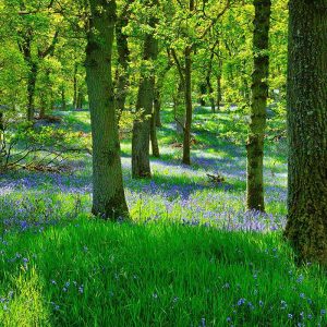 Pairfum Home Fragrance Skin Care Bluebell John Mccan Pairfum Home Fragrance Skin Care Bluebell John Mccan