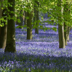 Pairfum Home Fragrance Skin Care Bluebell Sean Mcge Pairfum Home Fragrance Skin Care Bluebell Sean Mcge