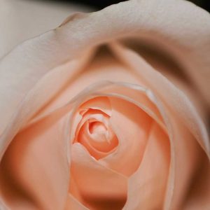 Pairfum Room Fragrance Rose Perfumed Candle Meredith Whitman Pairfum Room Fragrance Rose Perfumed Candle Meredith Whitman