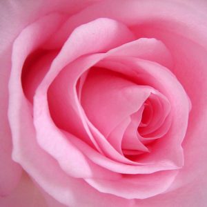 Pairfum Room Fragrance Rose Perfumed Candle Mike Castro Pairfum Room Fragrance Rose Perfumed Candle Mike Castro