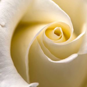 Pairfum Room Fragrance Rose Perfumed Candle Paul Morris Pairfum Room Fragrance Rose Perfumed Candle Paul Morris