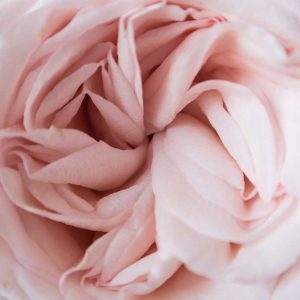 Pairfum Room Fragrance Rose Perfumed Candle Poppie Pack Pairfum Room Fragrance Rose Perfumed Candle Poppie Pack