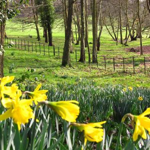 Pairfum Windsor Woodland Daffodil Home Fragrance Oil 10 Pairfum Windsor Woodland Daffodil Home Fragrance Oil 10