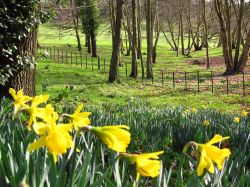 Pairfum Windsor Woodland Daffodil Home Fragrance Oil 10 Pairfum Windsor Woodland Daffodil Home Fragrance Oil 10
