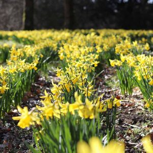 Pairfum Windsor Woodland Daffodil Home Fragrance Oil 11 Pairfum Windsor Woodland Daffodil Home Fragrance Oil 11