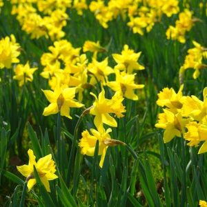 Pairfum Windsor Woodland Daffodil Home Fragrance Oil 12 Pairfum Windsor Woodland Daffodil Home Fragrance Oil 12