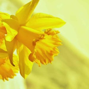 Pairfum Windsor Woodland Daffodil Home Fragrance Oil 13 Pairfum Windsor Woodland Daffodil Home Fragrance Oil 13