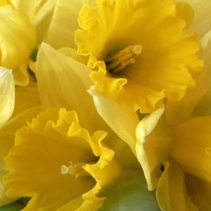 Pairfum Windsor Woodland Daffodil Home Fragrance Oil 14 Pairfum Windsor Woodland Daffodil Home Fragrance Oil 14