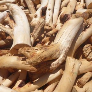 Plantation Sandalwood Candles Dry Plantation Sandalwood Candles Dry