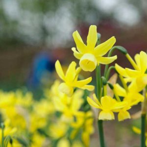 Windsor Great Park Daffodils Fragrance Petal Spring Windsor Great Park Daffodils Fragrance Petal Spring