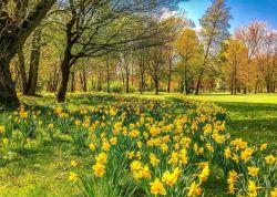 Windsor Great Park Daffodils Scent Bloom Grass Windsor Great Park Daffodils Scent Bloom Grass