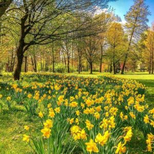 Windsor Great Park Daffodils Scent Bloom Grass Windsor Great Park Daffodils Scent Bloom Grass