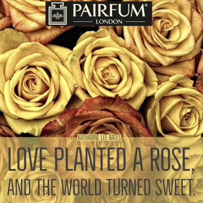 Love Planted A Rose Pairfum London Love Planted A Rose Pairfum London
