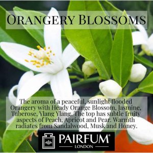 Pairfum London Orangery Heady Orange Blossom Musk