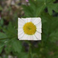 Baku Maeda Square Flower White Leaf Art Baku Maeda Square Flower White Leaf Art