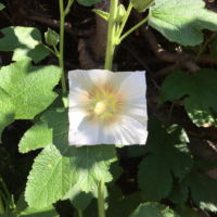 Baku Maeda Square White Flower Leaf Art Baku Maeda Square White Flower Leaf Art