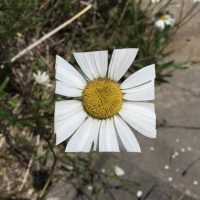 Baku Maeda Square White Petal Flower Leaf Art Baku Maeda Square White Petal Flower Leaf Art