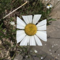 Baku Maeda Square White Petal Flower Leaf Art Baku Maeda Square White Petal Flower Leaf Art
