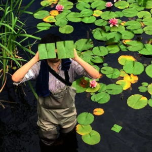 Square Flower Leaves Baku Maeda Water Lily Square Flower Leaves Baku Maeda Water Lily