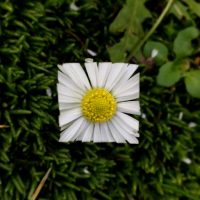 Square Flower Petals Baku Maeda White Yellow Square Flower Petals Baku Maeda White Yellow
