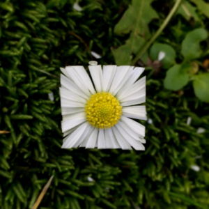 Square Flower Petals Baku Maeda White Yellow Square Flower Petals Baku Maeda White Yellow
