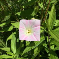 Square Flower Pink Petal Baku Maeda Square Flower Pink Petal Baku Maeda