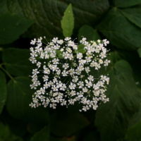 Square Flowers Leaves Baku Maeda Green White Square Flowers Leaves Baku Maeda Green White