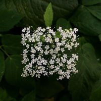 Square Flowers Leaves Baku Maeda Green White Square Flowers Leaves Baku Maeda Green White