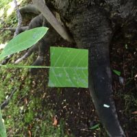 Square Leaf Art Gree Baku Maeda Square Leaf Art Gree Baku Maeda