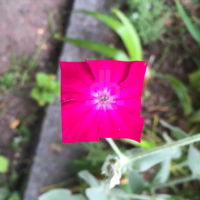 Square Pink Flower Art Forest Baku Maeda Square Pink Flower Art Forest Baku Maeda